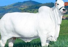 বিশ্ব সেরা দামি গরু