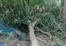 আত্রাই জোরপূর্বক লক্ষাধিক টাকার গাছ কর্তন,থানায় লিখিত অভিযোগ